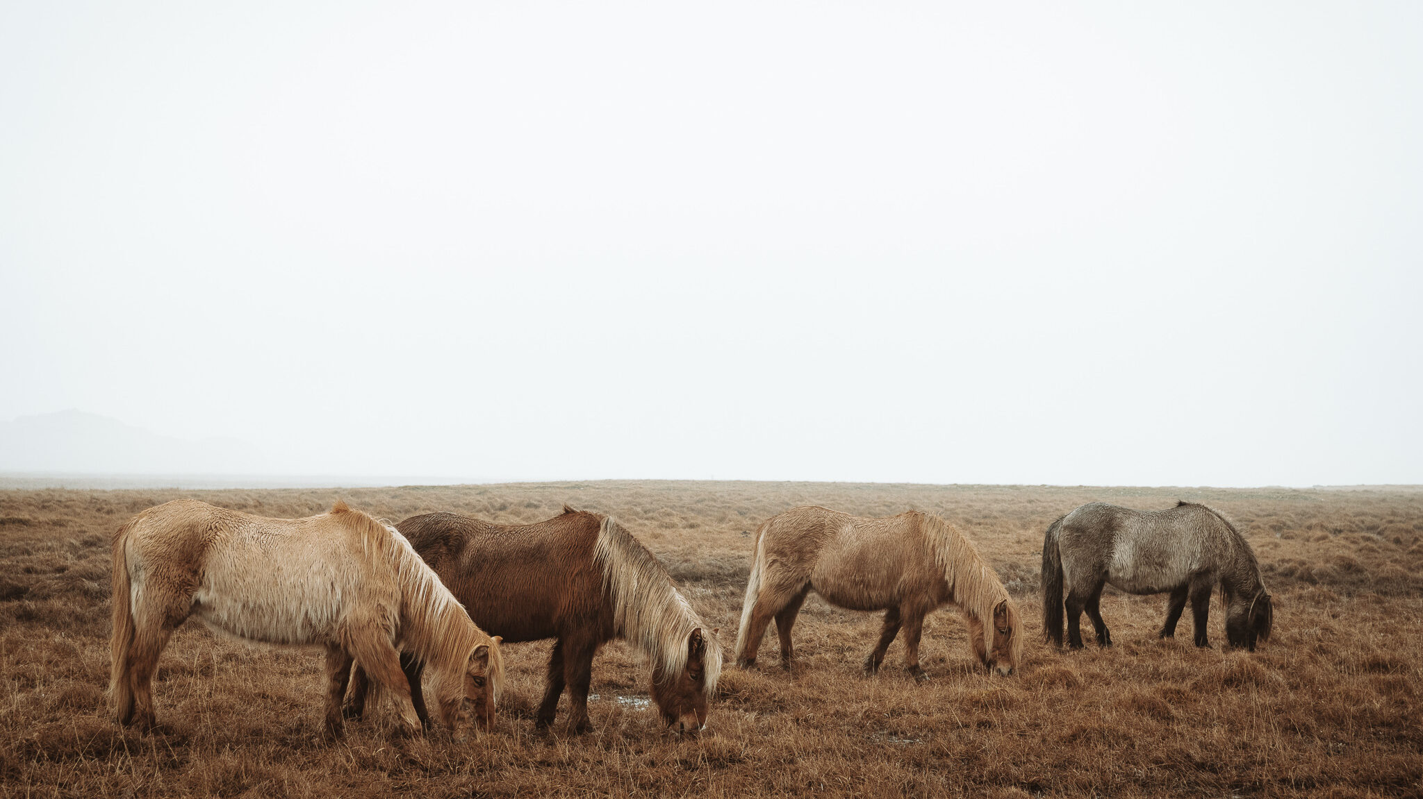 The Wildlife of Iceland